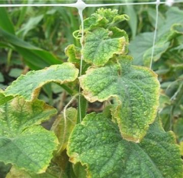 Por que as bordas das folhas de pepino ficam amarelas e o que fazer