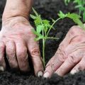 The right time to plant tomato seedlings for the greenhouse