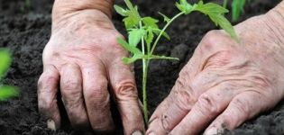 El momento adecuado para plantar plántulas de tomate para el invernadero.