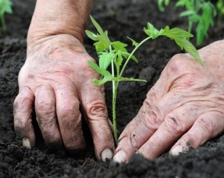 Oikea aika tomaatin taimien istuttamiseen kasvihuoneelle