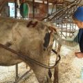 Técnica y características del examen rectal de una vaca para el embarazo.