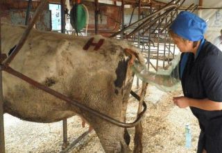 Technique et caractéristiques de l'examen rectal d'une vache pour la grossesse