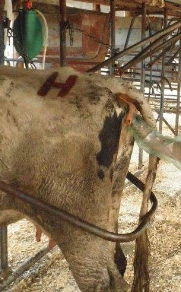 Técnica y características del examen rectal de una vaca para el embarazo.