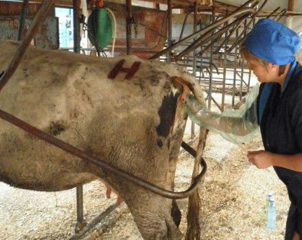 Técnica y características del examen rectal de una vaca para el embarazo.