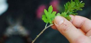 Rules for transplanting chrysanthemums in the fall to another place and terms for open ground