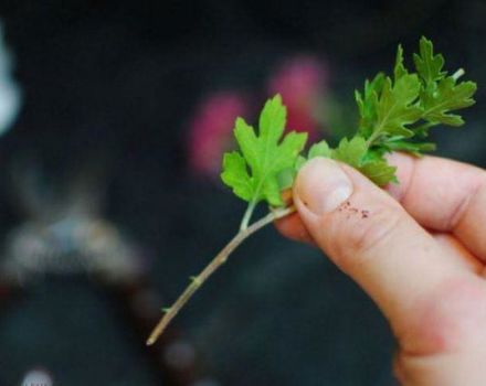 Rules for transplanting chrysanthemums in the fall to another place and terms for open ground