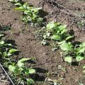 Cómo y cuándo plantar, cultivar y cuidar el rábano al aire libre