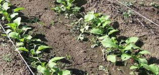 How and when to plant, grow and care for radish outdoors