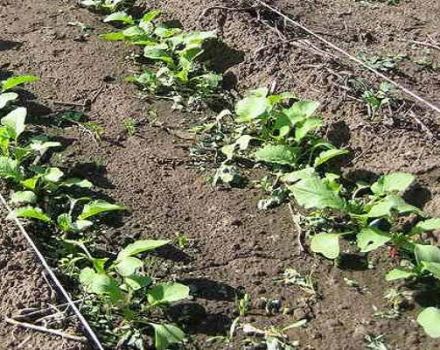 How and when to plant, grow and care for radish outdoors