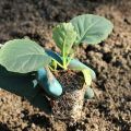 How to properly plant cabbage in open ground