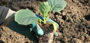 How to properly plant cabbage in open ground