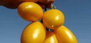 Description of the variety of tomato Golden Brush, features of cultivation and care