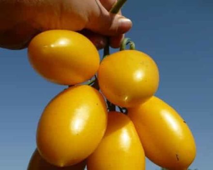 Description of the variety of tomato Golden Brush, features of cultivation and care