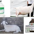 Instructions for use and dosage of Oxytocin, when to give the goat and analogues