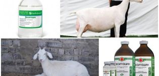 Arahan penggunaan dan dos Oxytocin, bila hendak memberi kambing dan analognya