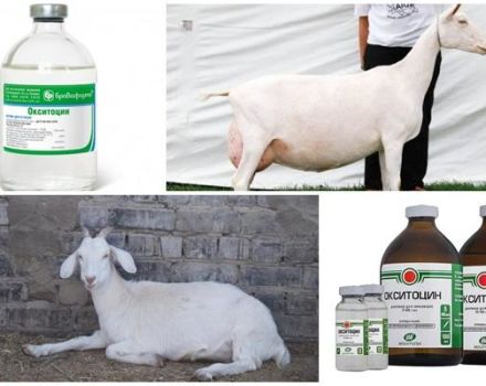 Arahan penggunaan dan dos Oxytocin, bila hendak memberi kambing dan analognya