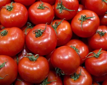 Ciri dan keterangan mengenai varieti tomato Torbay, hasilnya