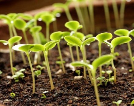 Cómo germinar adecuadamente las semillas de tomate antes de plantar.