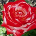 Description of the best varieties of hybrid tea roses, planting and care in the open field