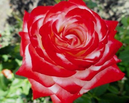 Description des meilleures variétés de roses de thé hybrides, plantation et entretien en plein champ