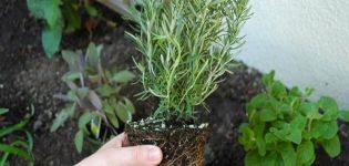 Growing and caring for rosemary in the open field in the Moscow region