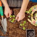 Calendario de siembra lunar del jardinero de siembra para agosto de 2020