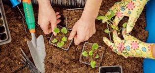 Calendrier lunaire des semis du jardinier planteur pour août 2020