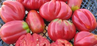 Características y descripción de la variedad de tomate Pink fig, su rendimiento.