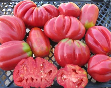 Characteristics and description of the tomato variety Pink fig, its yield