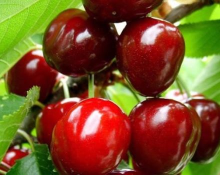 Description and characteristics of cherry varieties Izobilnaya, advantages and disadvantages, cultivation