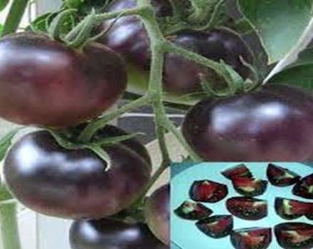 Description de la variété de tomate Black Pearl, caractéristiques de culture et d'entretien