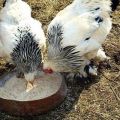 The best way to feed chickens in winter and making a normal diet at home