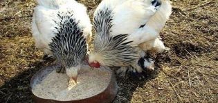 The best way to feed chickens in winter and making a normal diet at home