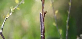 Cómo propagar cerezas con esquejes verdes y capas en casa.