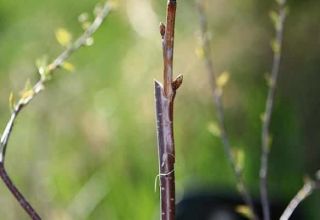 Kuinka levittää kirsikoita vihreillä pistokkeilla ja kerroksella kotona