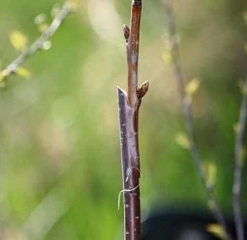 Kuinka levittää kirsikoita vihreillä pistokkeilla ja kerroksella kotona