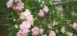 Plantación y cuidado de la calistegia en campo abierto, características de cultivo.