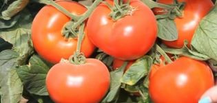 Description of the Axiom f1 tomato variety, its advantages and cultivation