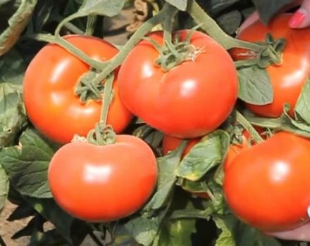 Description of the Axiom f1 tomato variety, its advantages and cultivation