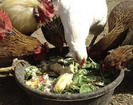 Adakah mungkin untuk memberi ayam bit merah dan peraturan makan