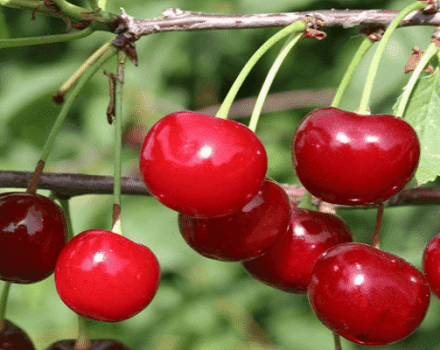 Descripción y características del rendimiento de la variedad de cereza Zhivitsa y características de cultivo.