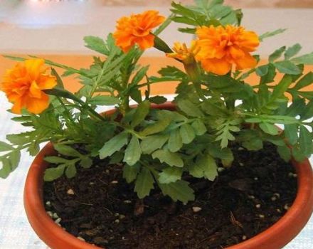 Is it possible to grow marigolds at home and rules for caring for a potted plant in winter