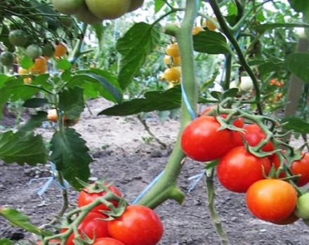 Descrição da variedade de tomate Açúcar, seu rendimento e cultivo