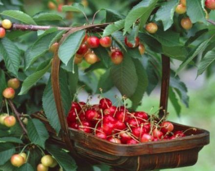 Description and characteristics of the sweet cherry varieties Julia, pollinators, planting and care