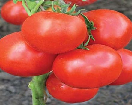 Descripción de la variedad de tomate Señor de las Estepas y sus características