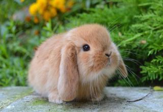 Entretien et soin d'un lapin décoratif à la maison pour les débutants