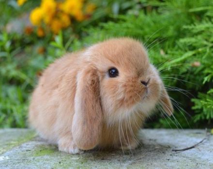 Maintenance and care of a decorative rabbit at home for beginners