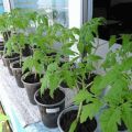 The best days for planting tomato seedlings according to the lunar calendar in 2020