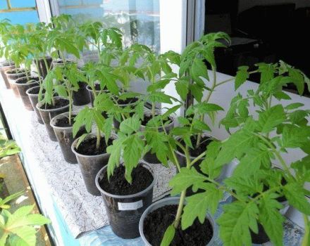 The best days for planting tomato seedlings according to the lunar calendar in 2020