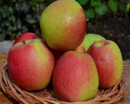 Description of the Scala apple variety, the main characteristics and reviews of gardeners